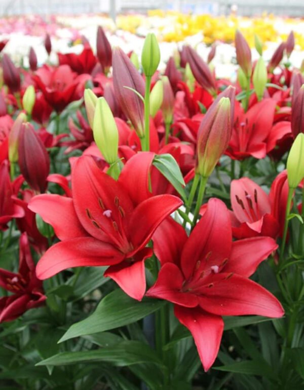 Asiatic Lily Flower Bulbs Red – Imported Lilium Bulbs Size 12-14