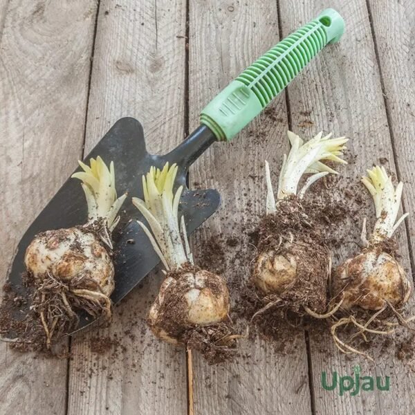 Pink Oriental Lily Flower Bulbs
