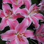 Pink Oriental Lily Flower Bulbs