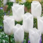 Premium White Tulip Imported Flower Bulbs Pack of 5 is the perfect choice to give your garden a modern and luxurious look. These beautiful pure white tulips bloom into graceful, cup-shaped flowers that enhance any indoor or outdoor space. Easy to grow in pots, terrace gardens, and flower beds — ideal for every gardening lover.