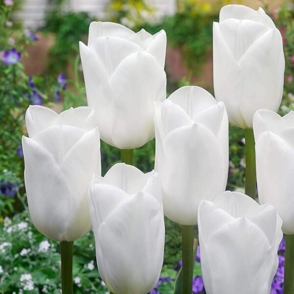 Premium White Tulip Imported Flower Bulbs Pack of 5 is the perfect choice to give your garden a modern and luxurious look. These beautiful pure white tulips bloom into graceful, cup-shaped flowers that enhance any indoor or outdoor space. Easy to grow in pots, terrace gardens, and flower beds — ideal for every gardening lover.