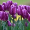 Premium Purple Tulip Imported Flower Bulbs Pack of 5