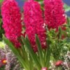 Red hyacinth imported flower bulbs pack of 2