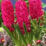 Red hyacinth imported flower bulbs pack of 2